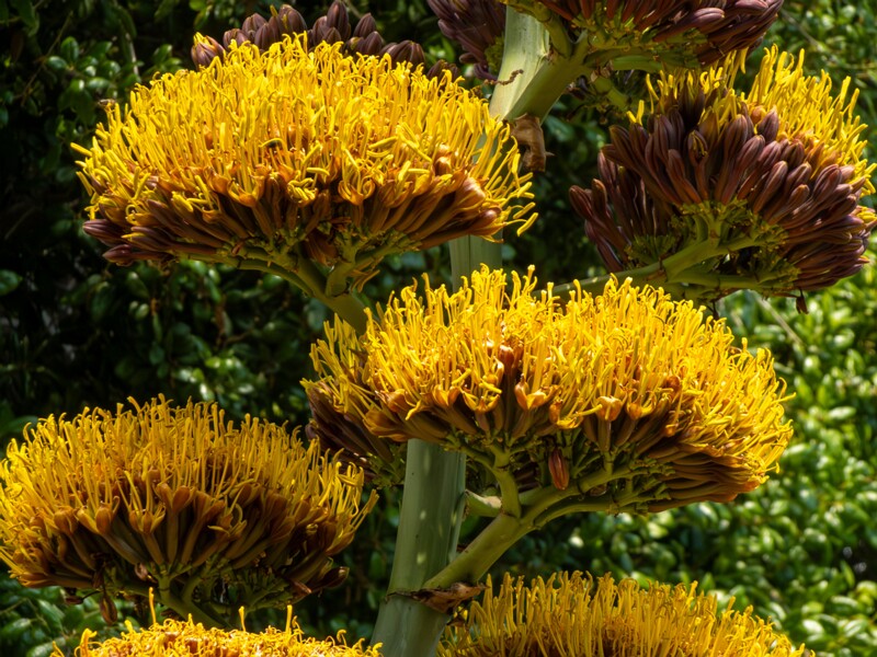 lat. Agave promontorii