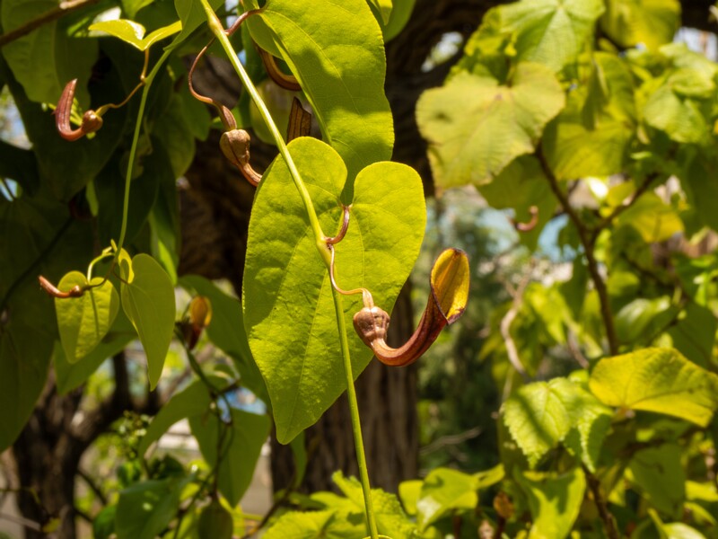 lat. Aristolochia altissima