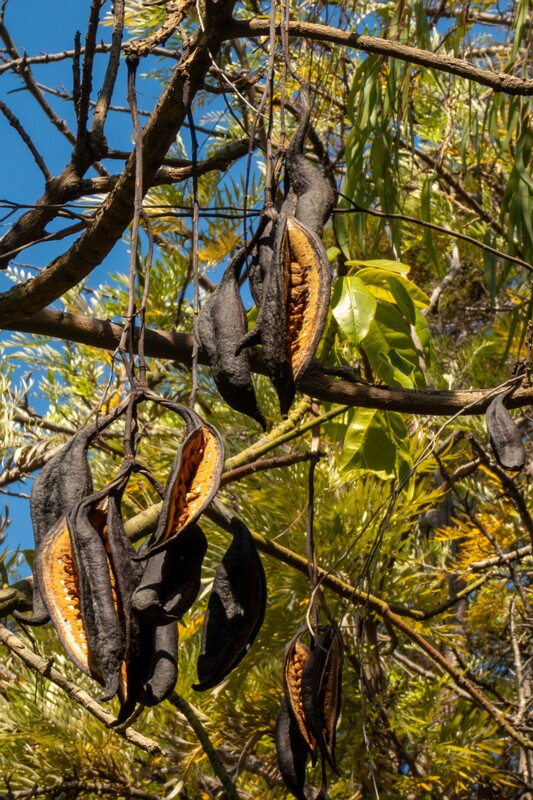 lat. Brachychiton acerifolius
