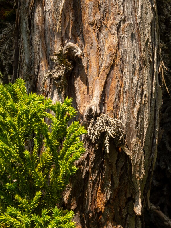 lat. Cryptomeria japonica