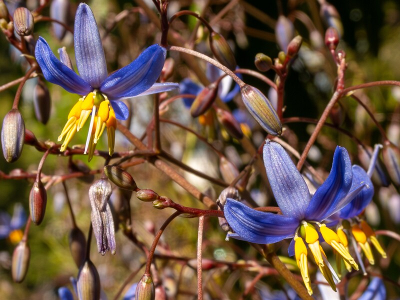 lat. Dianella laevis
