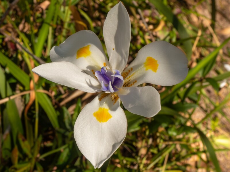 lat. Dietes iridioides
