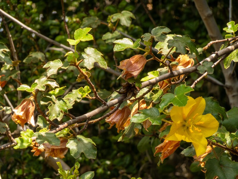 lat. Fremontodendron mexicanum