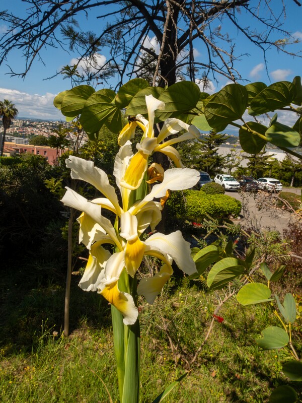 lat. Iris orientalis