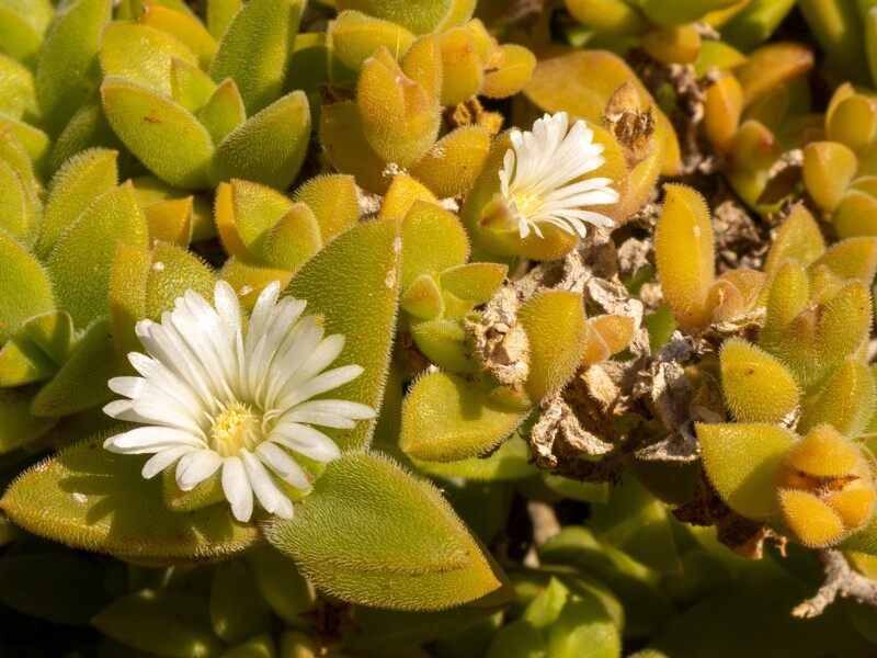 lat. Mesembryanthemum nodiflorum