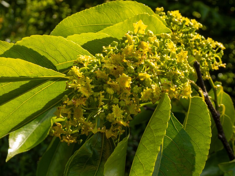 lat. Paliurus ramosissimus