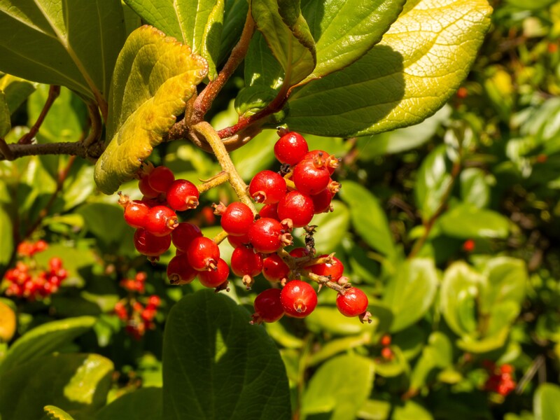 lat. Viburnum suspensum