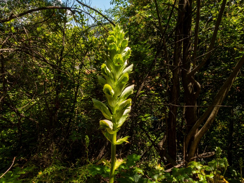 Acanthus mollis  2025-05-14 1-1