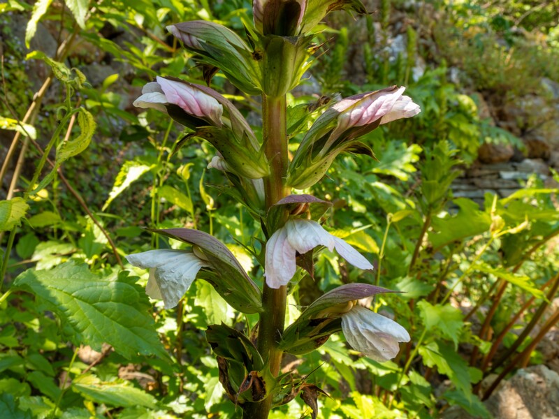 Acanthus mollis  2025-05-14 1-10