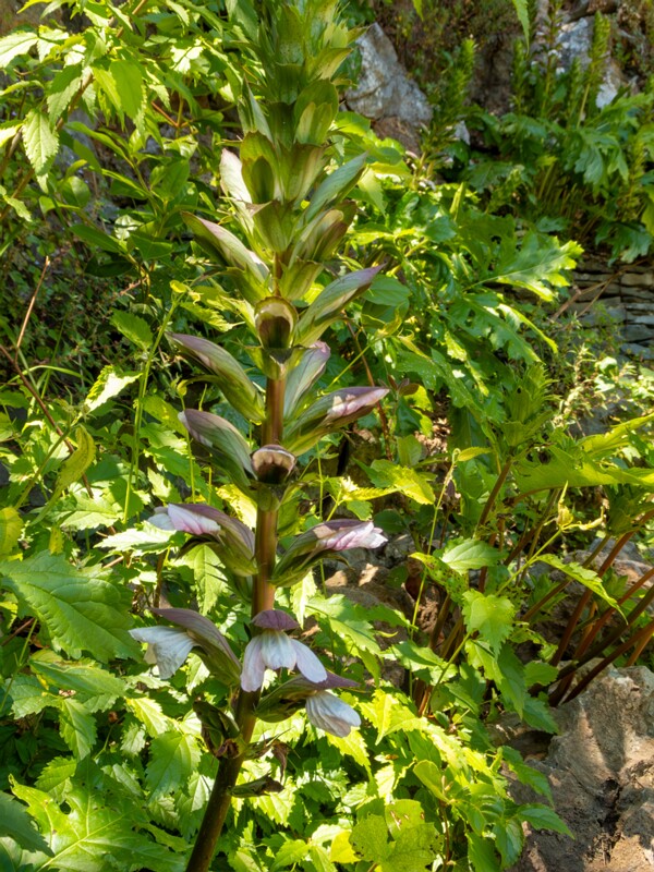 Acanthus mollis  2025-05-14 1-11