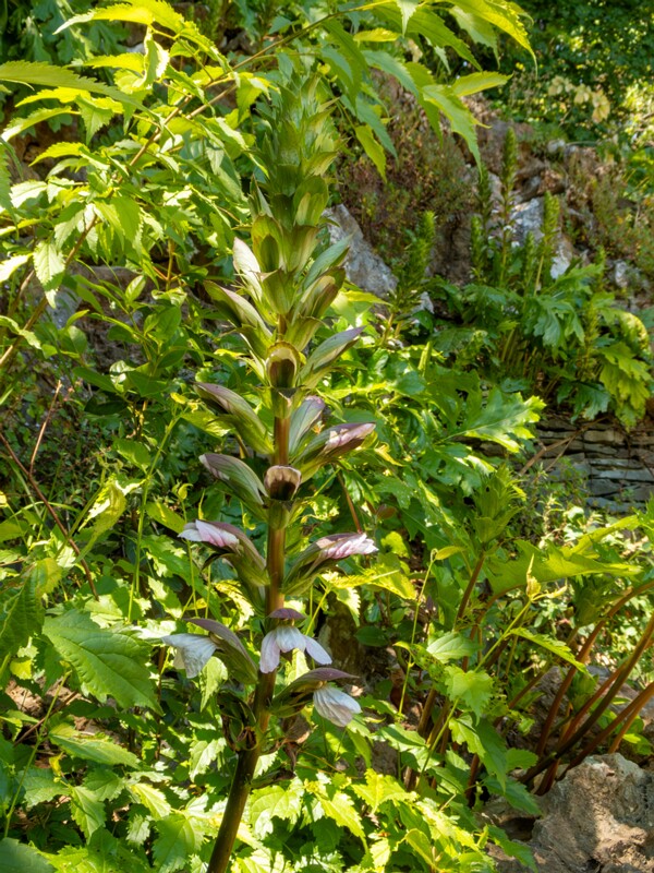 Acanthus mollis  2025-05-14 1-12