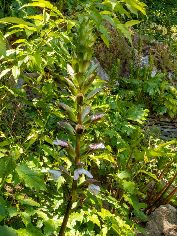 Acanthus mollis  2025-05-14 1-13