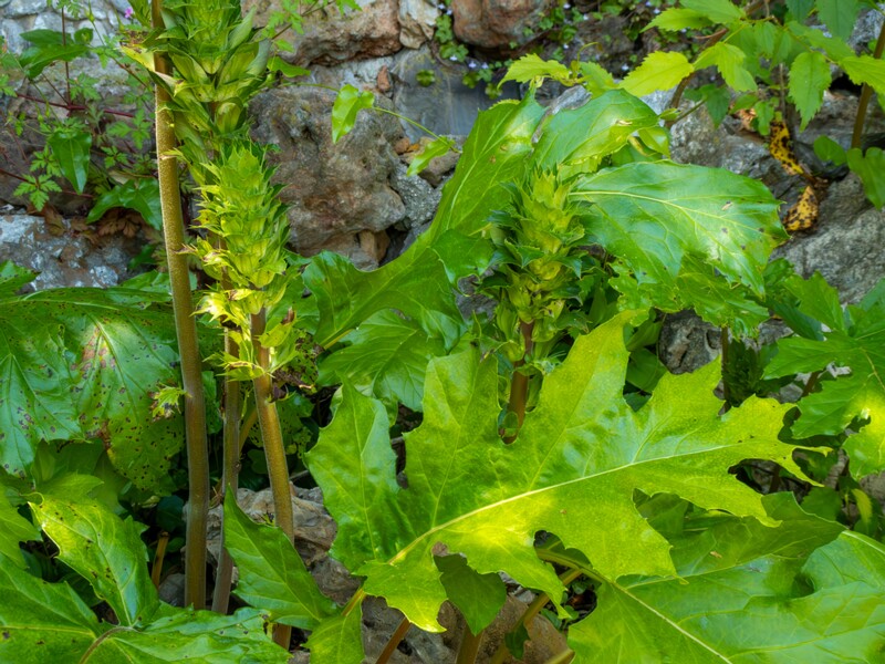 Acanthus mollis  2025-05-14 1-15