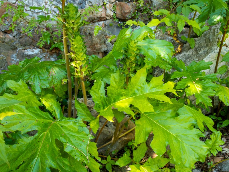 Acanthus mollis  2025-05-14 1-16