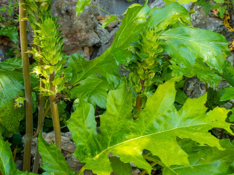 Acanthus mollis  2025-05-14 1-17