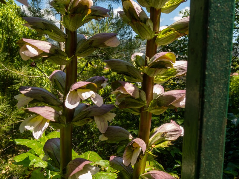 Acanthus mollis  2025-05-14 1-18