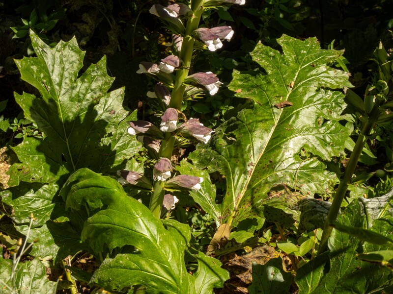 Acanthus mollis  2025-05-14 1-19