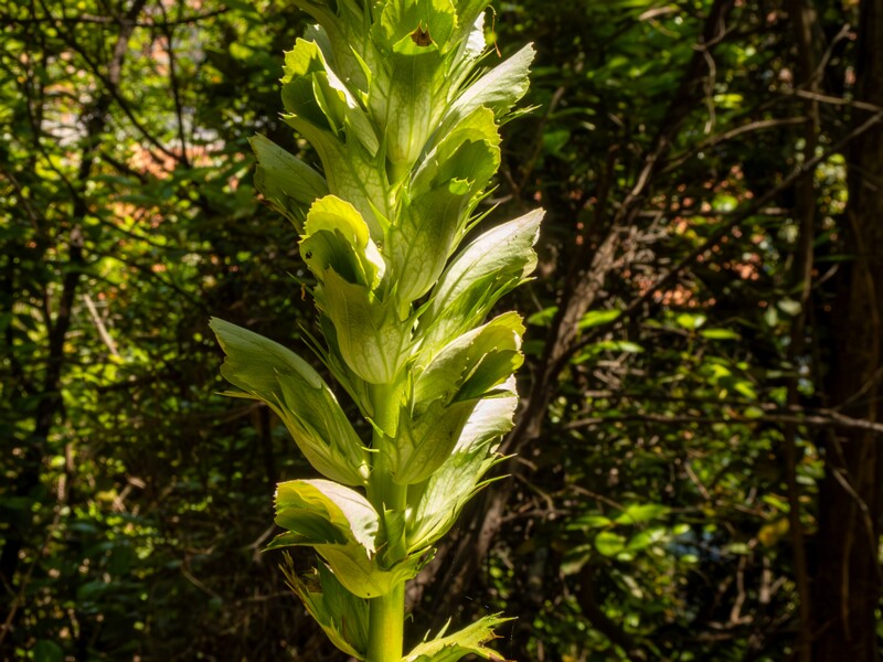 Acanthus mollis  2025-05-14 1-2