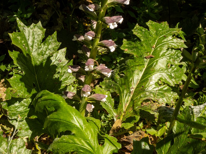 Acanthus mollis  2025-05-14 1-20