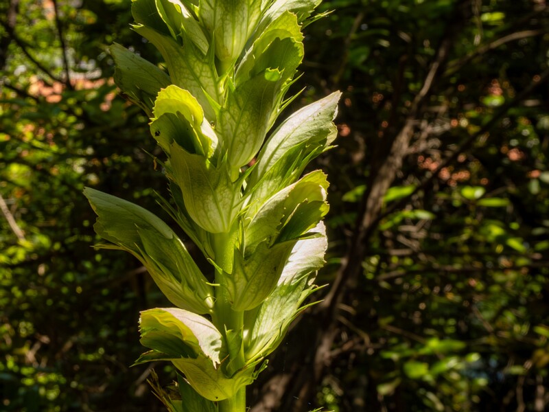 Acanthus mollis  2025-05-14 1-3