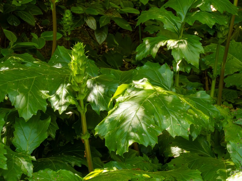 Acanthus mollis  2025-05-14 1-4