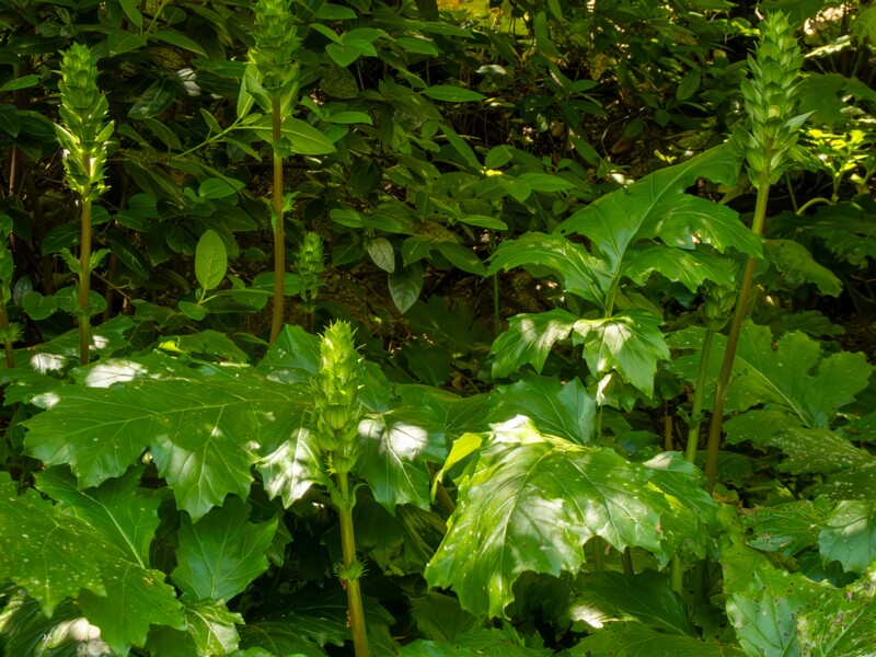 Acanthus mollis  2025-05-14 1-5