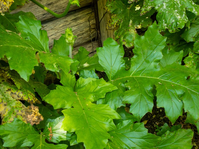 Acanthus mollis  2025-05-14 1-6