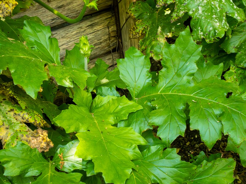 Acanthus mollis  2025-05-14 1-7
