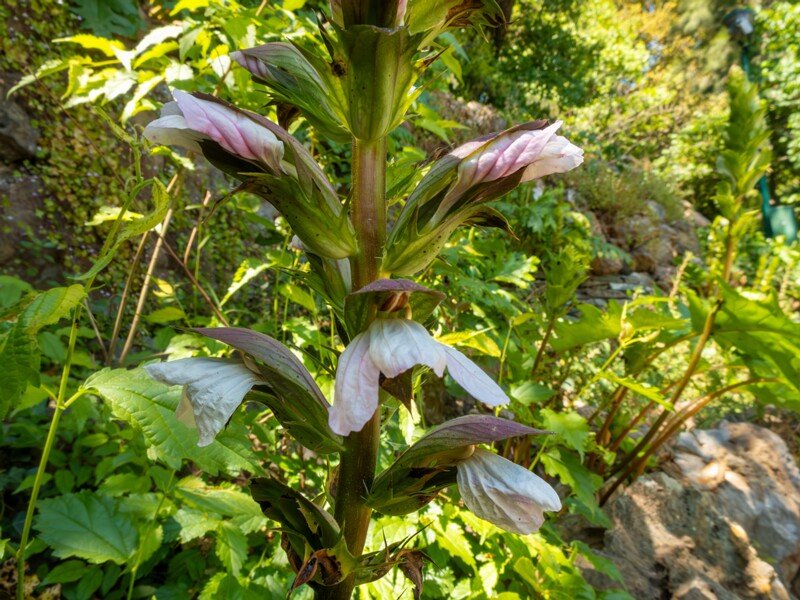 Acanthus mollis  2025-05-14 1-8