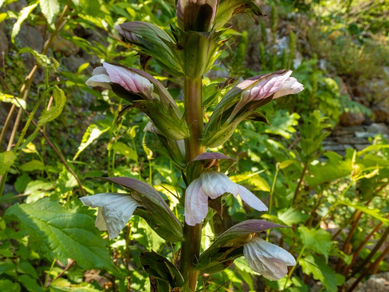 Acanthus mollis  2025-05-14 1-9
