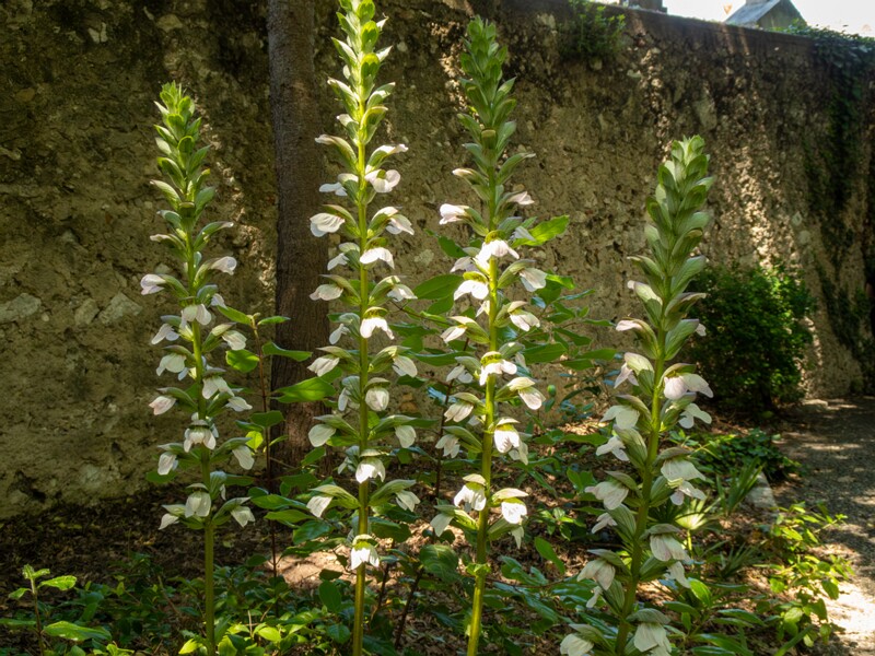 Acanthus mollis  2025-05-14 2-1