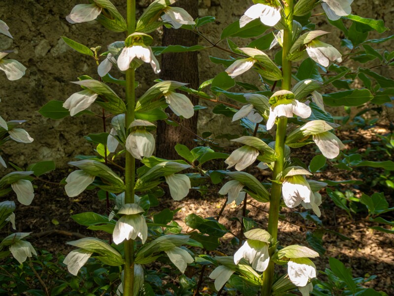 Acanthus mollis  2025-05-14 2-2