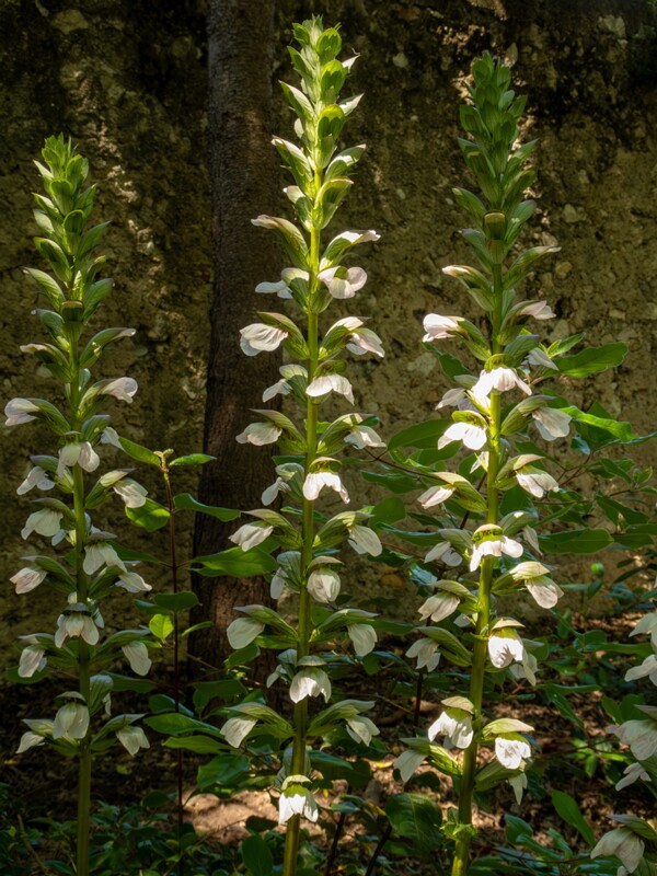 Acanthus mollis  2025-05-14 2-3