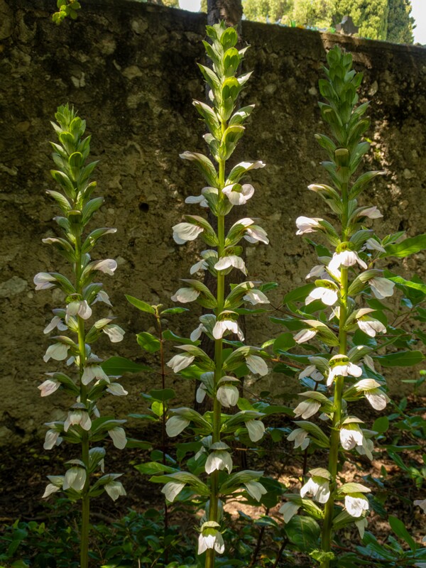 Acanthus mollis  2025-05-14 2-4