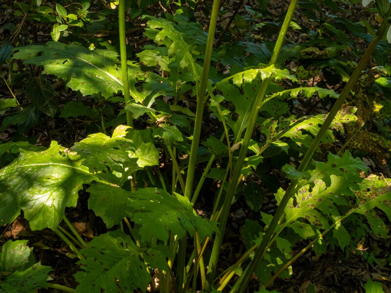 Acanthus mollis  2025-05-14 2-5