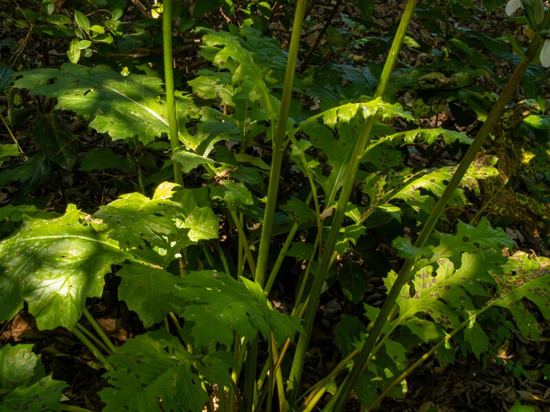 Acanthus mollis  2025-05-14 2-6