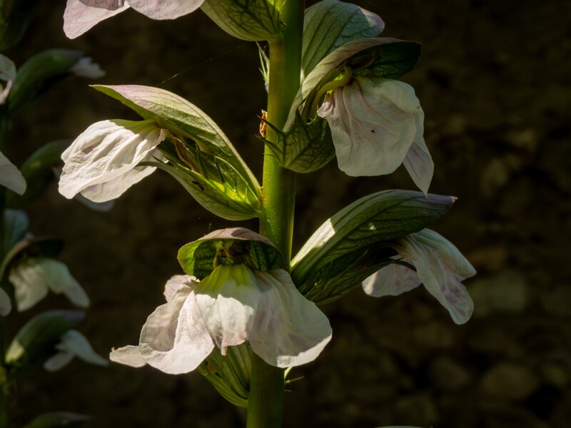 Acanthus mollis  2025-05-14 2-7