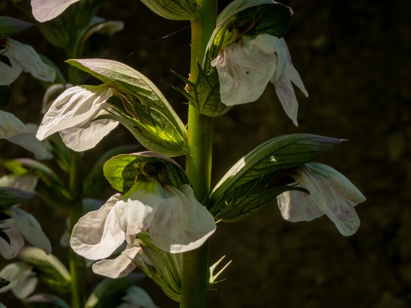 Acanthus mollis  2025-05-14 2-8