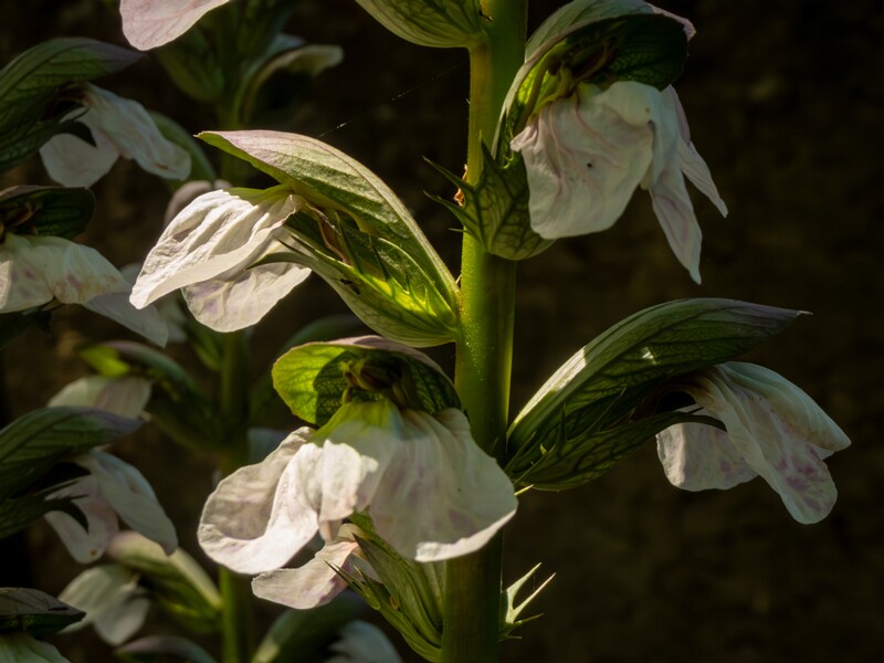 Acanthus mollis  2025-05-14 2-9