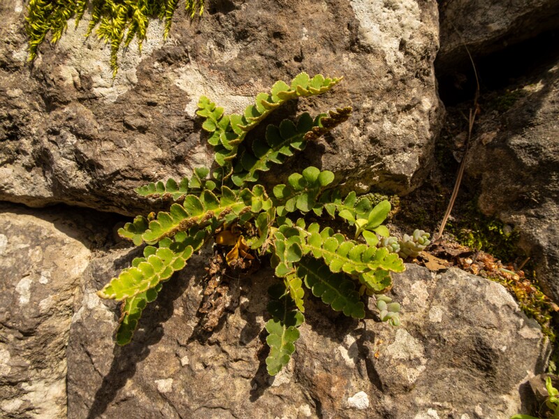 Asplenium ceterach  2025-05-11 1-1
