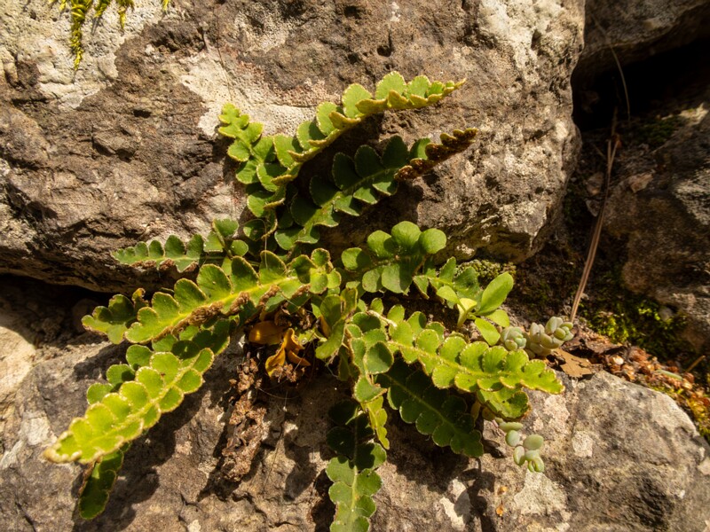 Asplenium ceterach  2025-05-11 1-2