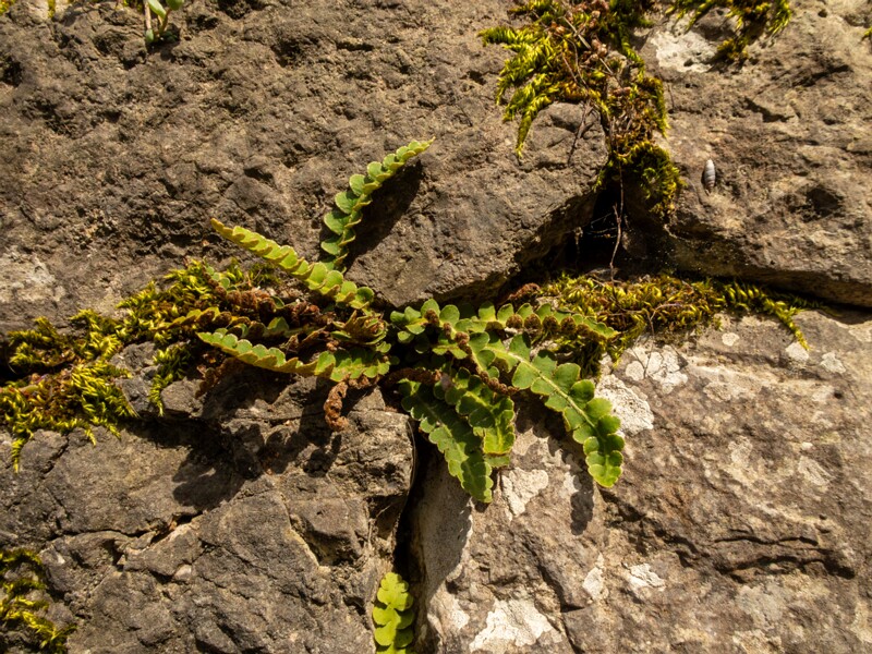 Asplenium ceterach  2025-05-11 1-3