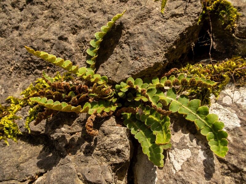 Asplenium ceterach  2025-05-11 1-4
