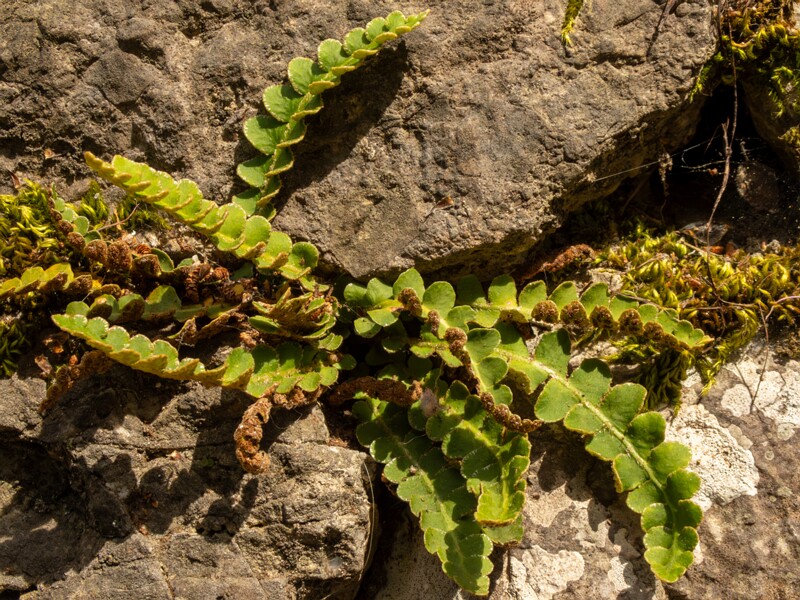 Asplenium ceterach  2025-05-11 1-5
