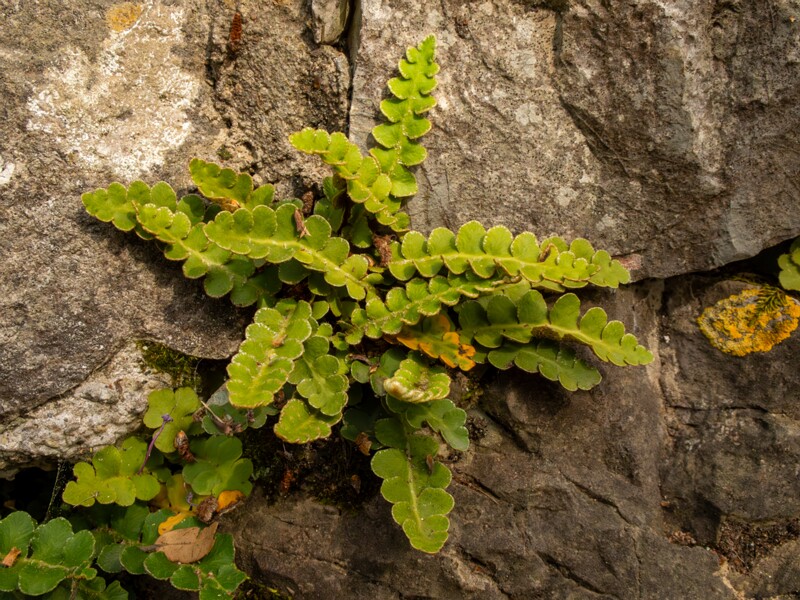 Asplenium ceterach  2025-05-11 1-6