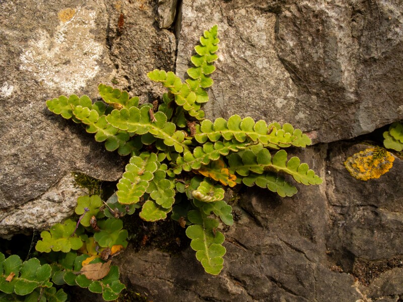 Asplenium ceterach  2025-05-11 1-7