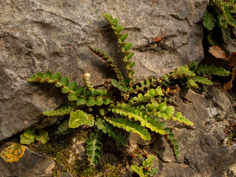 Asplenium ceterach  2025-05-11 1-8