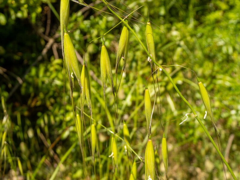 Avena sterilis  2025-05-15 1-1