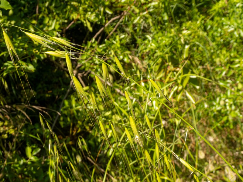 Avena sterilis  2025-05-15 1-3