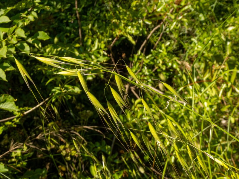 Avena sterilis  2025-05-15 1-4